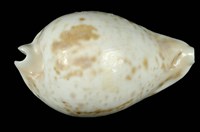 藏品(陷塔寶螺)的圖片